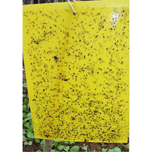 Load image into Gallery viewer, Two-sided Stickers Glue Fruit Fly Bug Killer Insects Yellow Hang Catcher Fly Trap
