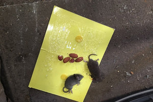 Mouse Board Sticky Mice Glue Trap High Effective Rodent Rat Snake Bugs Catcher