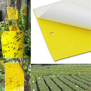 Two-sided Stickers Glue Fruit Fly Bug Killer Insects Yellow Hang Catcher Fly Trap